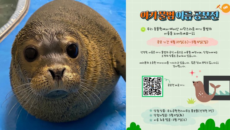 [광주=뉴시스] 광주 우치동물원 아기물범 이름 공모. (사진=광주시청 제공). photo@newsis.com *재판매 및 DB 금지