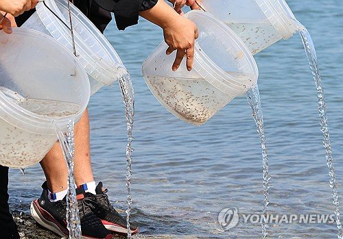 꽃게 치어 방류 (출처=연합뉴스)