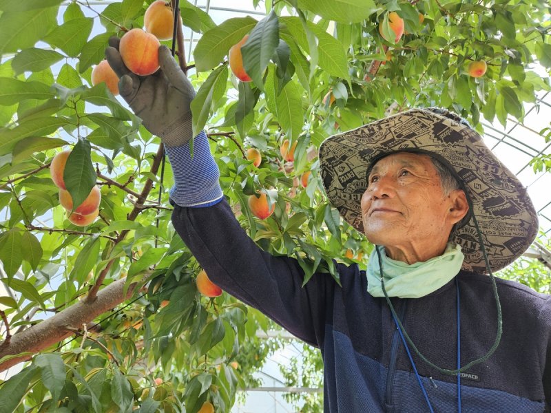 춘향골 복숭아 수확 (출처=연합뉴스)
