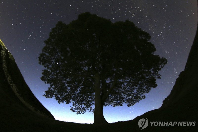 2015년 여름 밤에 찍힌 시카모어 갭 나무 (출처=연합뉴스)