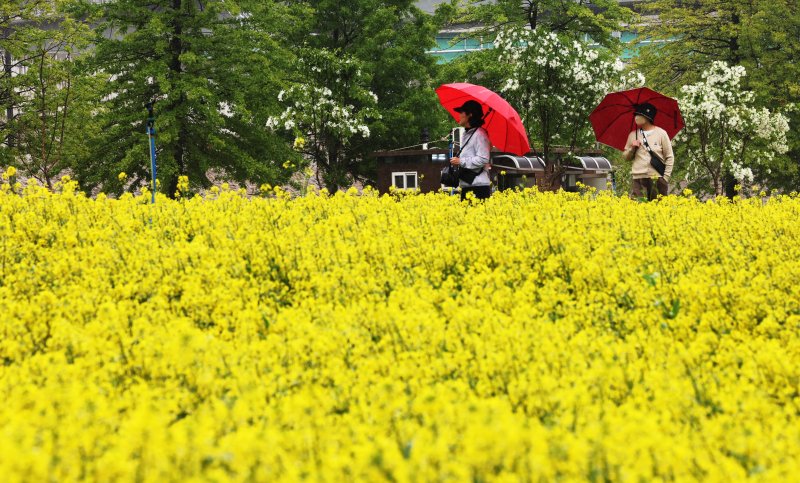 비가 내린 9일 오후 경기 구리한강공원 일대에서 열린 유채꽃 축제를 찾은 시민들이 꽃구경을 하고 있다. 2025.5.9/뉴스1 ⓒ News1 장수영 기자