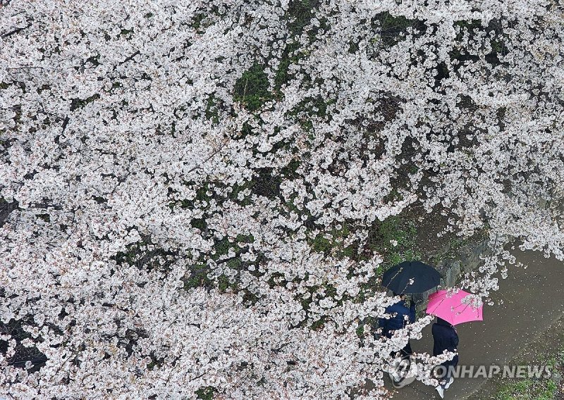 봄비와 꽃비 (출처=연합뉴스)