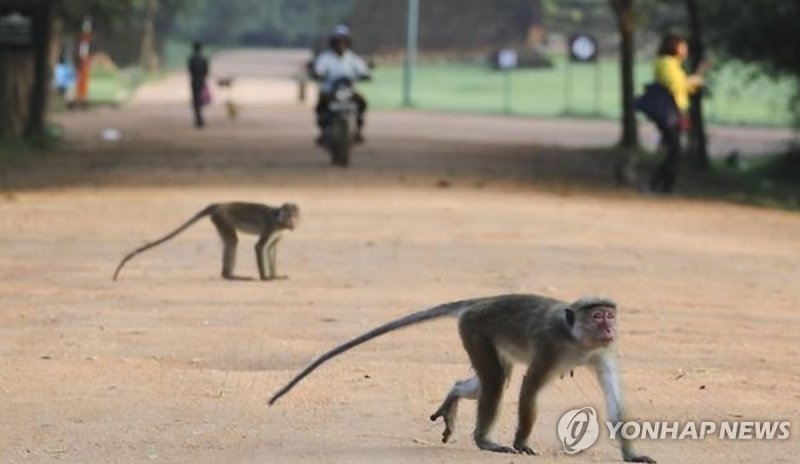 [길따라 멋따라] 원숭이 물림·홍역…해외여행 건강 안전 주의 (출처=연합뉴스)