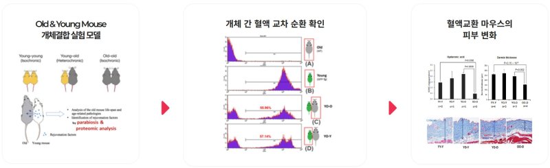 하플사이언스가 병체결합 혈액교환 쥐 모델을 활용해 젊은 쥐의 피를 공유한 늙은 쥐에서 피부재생 효과를 확인했다.(하플사이언스 제공)/뉴스1