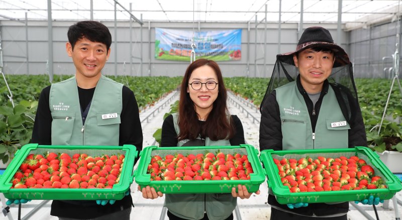[의성=뉴시스] 의성군이 이웃사촌 청년시범마을 조성사업 일환으로 조성한 스마트팜에서 딸기를 수확하고 있다. (사진=의성군 제공) 2021.01.26 photo@newsis.com