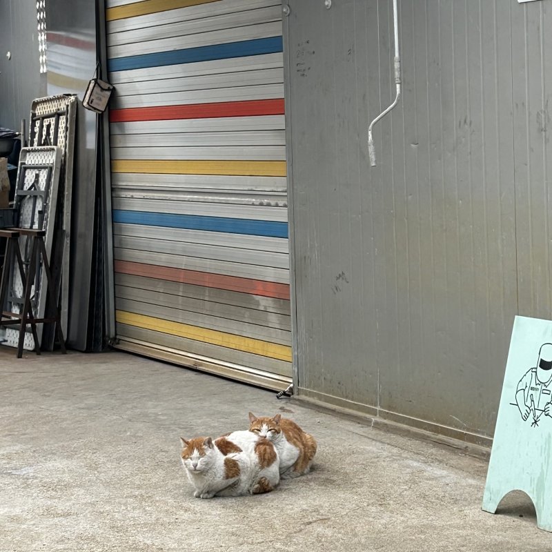 [서울=뉴시스] 길고양이 (사진=독자 제공)