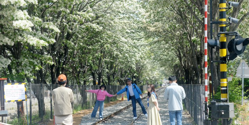 [전주=뉴시스] 김얼 기자 = 전북 전주시 팔복예술공장 옆 철길에 이팝나무가 만개해 있다. 2025.05.08. pmkeul@newsis.com