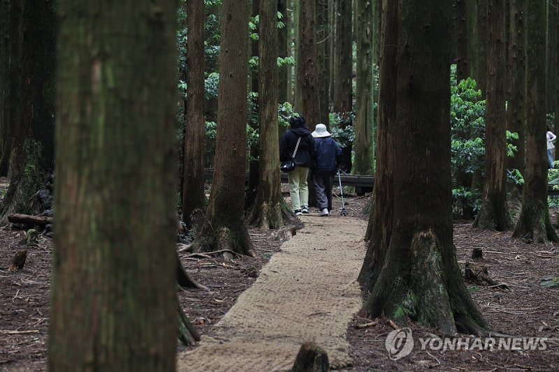 제주 사려니숲 동행길 (출처=연합뉴스)