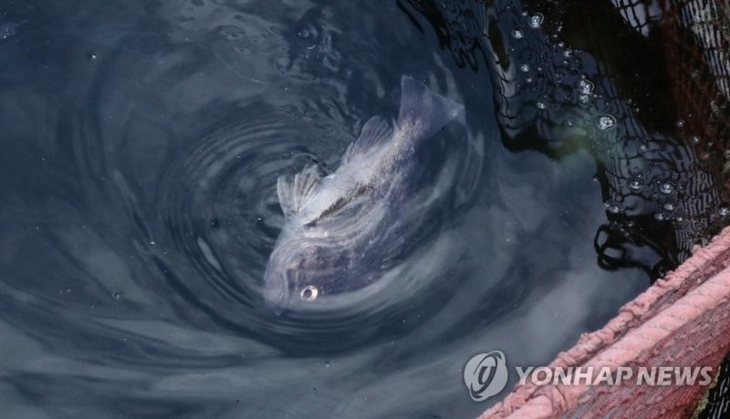 고수온에 죽어 가는 물고기 (출처=연합뉴스)