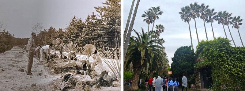 [제주=뉴시스] 임재영 기자 = 왼쪽은 제주시 한림읍의 불모지를 개척해 1970년대 초반 야자수를 심는 모습(사진=한림공원 제공). 이들 야자수가 하늘을 찌를 듯이 자란 가운데 입장객이 이 곳을 지나고 있다. 2025.05.11. photo@newsis.com