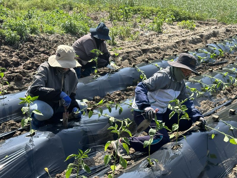 전남도가 봄철 농번기를 맞아 급증하는 농촌 인력 수요에 대응하기 위해 '2025년 봄철 농촌인력 지원 계획'을 세워 총력 지원에 나선다. 전남도 제공