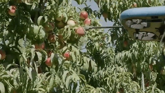 테벨의 비행 자율 로봇(Flying Autonomous Robots, FAR)이 과일을 자동 수확하는 모습 (테벨 공식 유튜브 갈무리)