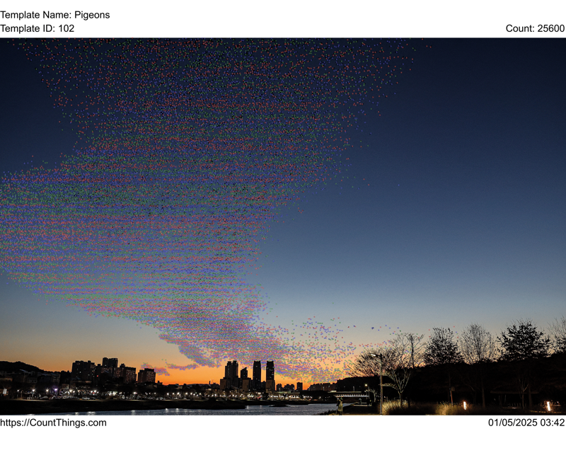 울산 떼까마귀 지난겨울 6만여 마리 월동.. 개체 수 감소 없어