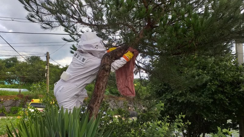 [함양=뉴시스] 벌집 제거 작업 (사진=함양소방서 제공) 2025. 05. 13. photo@newsis.com *재판매 및 DB 금지