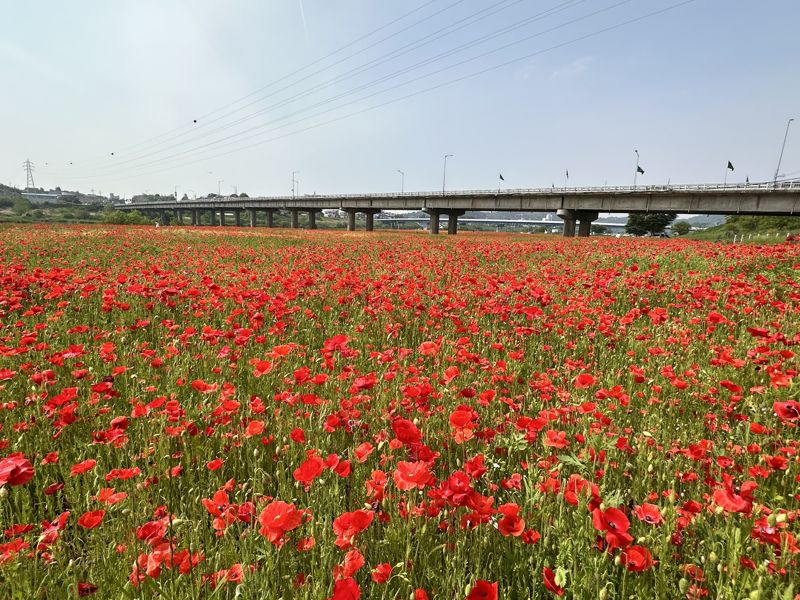 붉은 꽃양귀비 물결치는 나주 영산강변서 축제·행사 다채