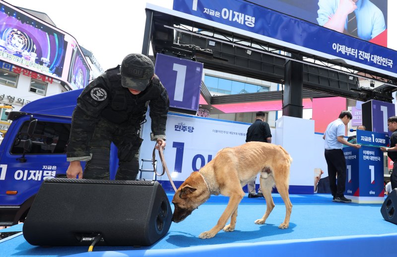 [대구=뉴시스] 권창회 기자 = 13일 대구 중구 동성로 광장에서 이재명 더불어민주당 대선 후보의 집중유세 시작 전 경찰 관계자와 폭발물 탐지견이 수색을 하고 있다. 2025.05.13. kch0523@newsis.com