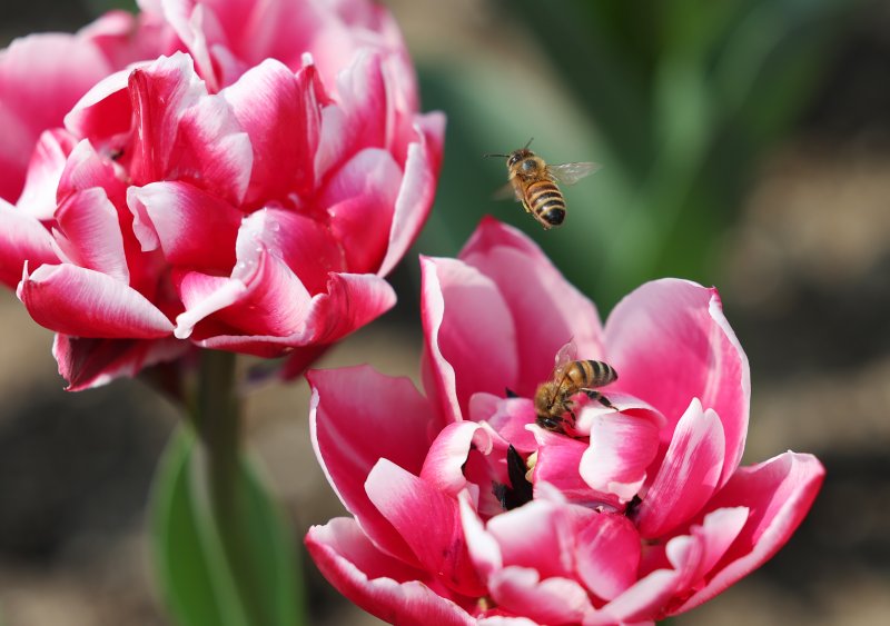 집에서 '셀프 벌침' 맞고 길 걷다가 '털썩'…50대女 병원 이송