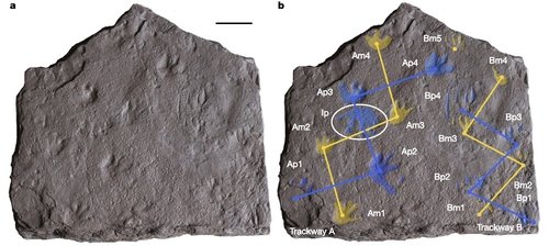 3억5천600만년 전 초기 파충류 발자국 화석 (출처=연합뉴스)