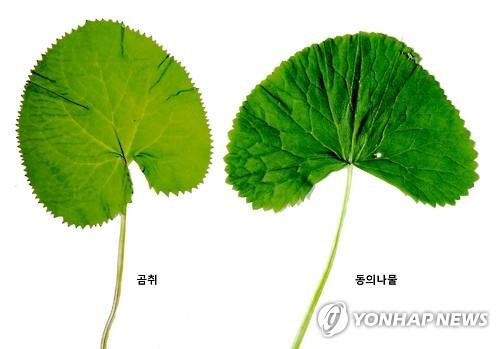 산나물 '곰취'와 독초 '동의나물' (출처=연합뉴스)
