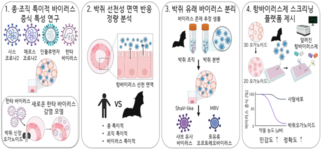 '미래 팬데믹 막는다'...박쥐 유사장기 실험모델 구축