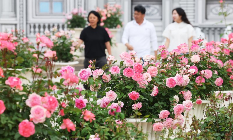 [단독] '삼성 이병철 창업주' 반세기 장미 집념, 에버랜드 장미 묘목 日 첫 수출