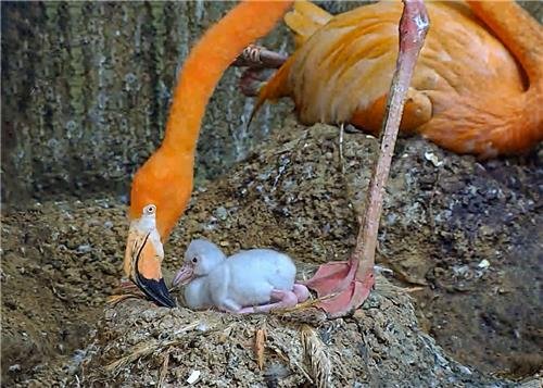 쿠바홍학 어미와 아기 (출처=연합뉴스)