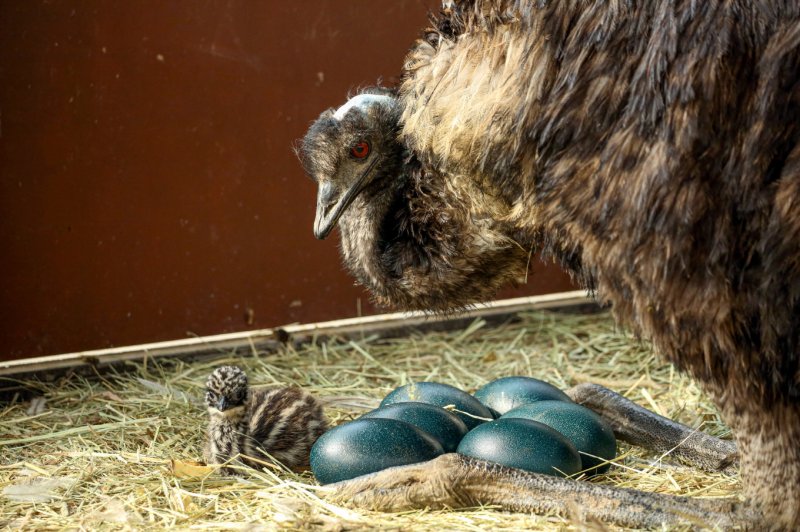 [서울=뉴시스] 에뮤. 2025.05.16. (사진=서울대공원 제공) *재판매 및 DB 금지