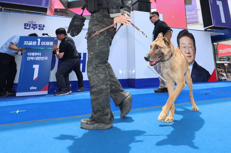 [대구=뉴시스] 권창회 기자 = 13일 대구 중구 동성로 광장에서 이재명 더불어민주당 대선 후보의 집중유세 시작 전 경찰 관계자와 폭발물 탐지견이 수색을 하고 있다. 2025.05.13. kch0523@newsis.com