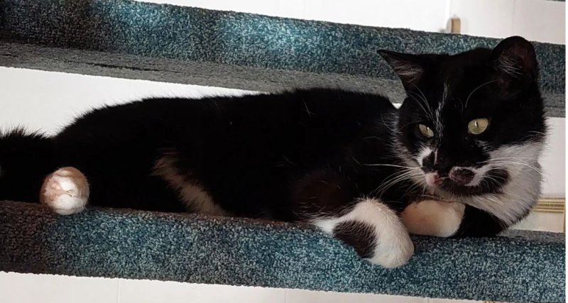 고양이는 프랑스의 집에서 12개월 넘게 실종된 상태였던 것으로 알려졌다. (사진=BBC) *재판매 및 DB 금지