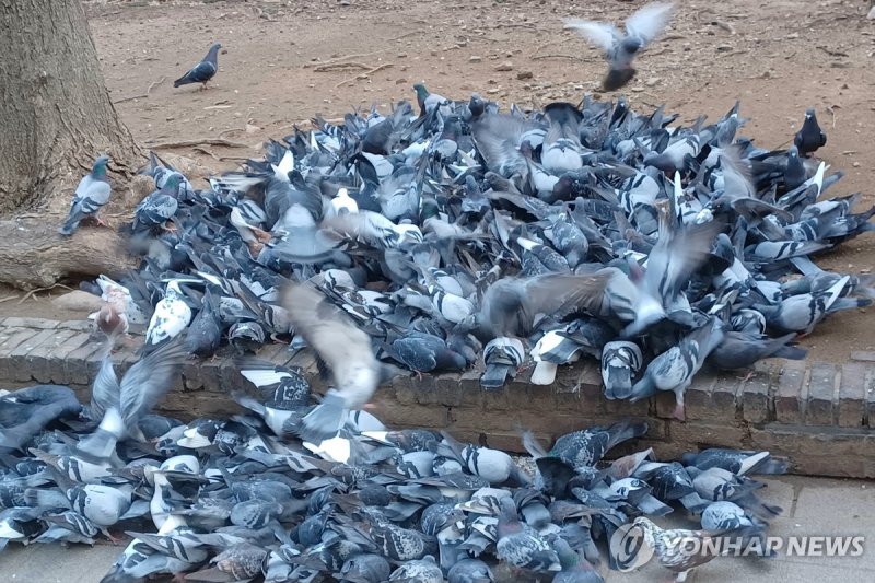 비둘기 떼 (출처=연합뉴스)
