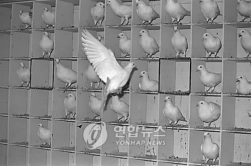 서울 올림픽 개막식에서 날려 보낼 흰비둘기를 키우는 모습 (출처=연합뉴스)