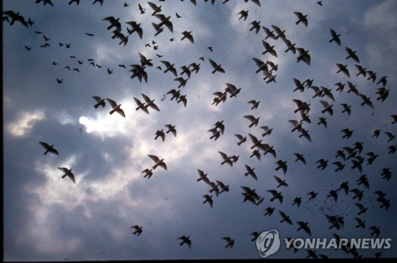 88 서울올림픽 (출처=연합뉴스)