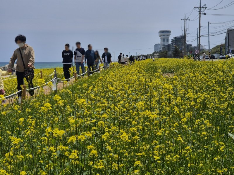 휴일인 18일 강원 강릉 사근진 해변 유채꽃밭을 찾은 나들이객들이 휴일을 즐기고 있다. 2025.5.18/뉴스1 윤왕근 기자