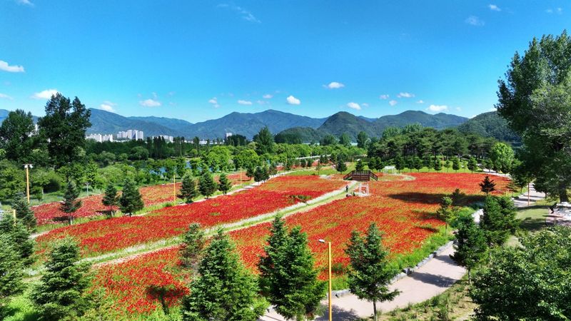 "화려한 꽃의 향연"...2025 가평 자라섬 봄꽃 페스타