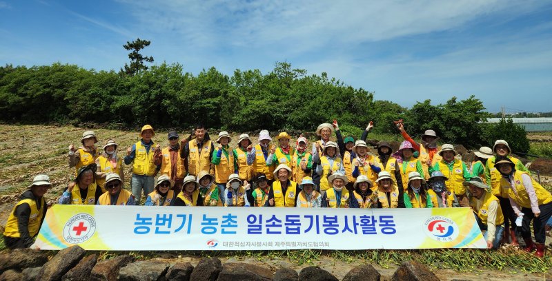 [제주=뉴시스] 대한적십자사봉사회 제주도협의회가 지난 18일 서귀포시 대정읍 마늘밭에서 농촌일손돕기 봉사활동을 하고 기념 사진을 찍고 있다. (사진=대한적십자사봉사회 제주도협의회 제공) 2025.05.19. photo@newsis.com