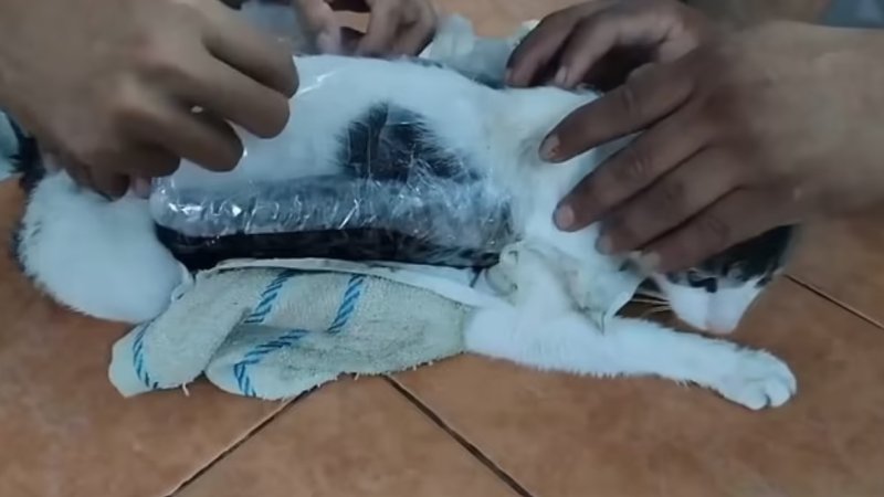 “고양이 배에 저게 뭐지?” 코스타리카 교도소의 기가 막힌 마약 밀반입