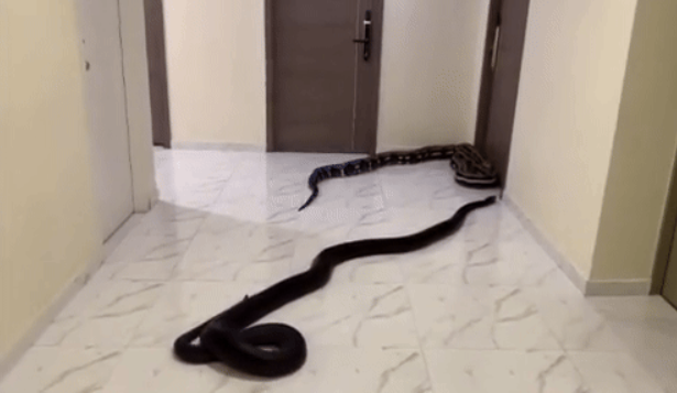 이웃집 개 짖는 소리 못참아 아파트 복도에 뱀 풀어놓은 男