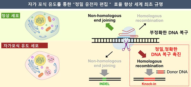 유전 질환 치료 핵심 효율, 세계 최초로 3배 높였다