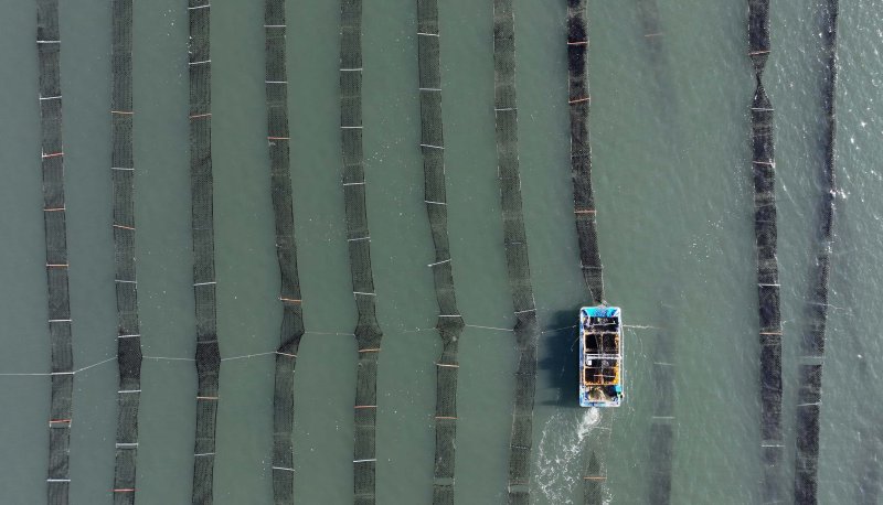 [홍성=뉴시스] 유효상 기자 = 이번 겨울 가장 추운 날씨를 기록한 가운데 10일 충남 홍성군 남당항 김 양식장에서 추위에도 어업인들이 김 수확을 하고 있다. (사진=홍성군 제공) 2025.01.11 photo@newsis.com *재판매 및 DB 금지