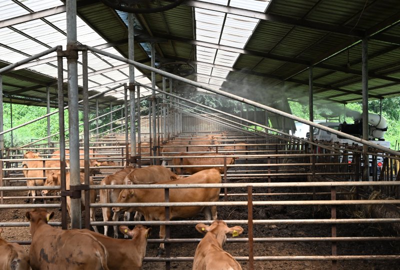 [광주=뉴시스] 김혜인 기자 = 사진은 폭염이 이어지던 지난해 8월 7일 광주 북구 충효동 한 소 축사에서 북구청 공무원들이 내부 온도를 낮추기 위해 물을 뿌리고 있는 모습. 2024.08.07. hyein0342@newsis.com