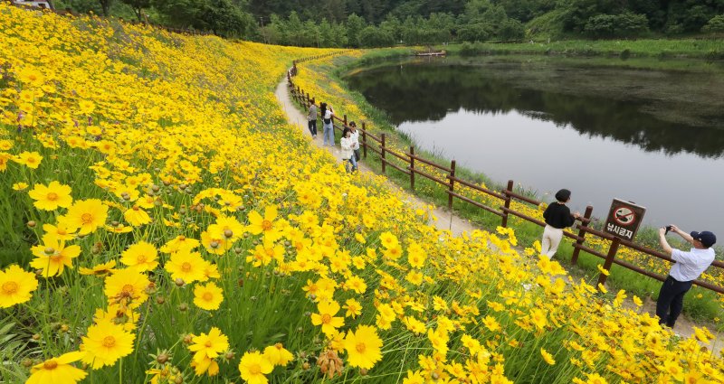 초여름 더위가 한풀 꺾이고 선선한 날씨를 보인 23일 경남 함안군 악양생태공원을 찾은 관광객들이 활짝 핀 금계국을 감상하고 있다. 2025.5.23/뉴스1 ⓒ News1 윤일지 기자