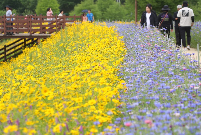 초여름 더위가 한풀 꺾이고 선선한 날씨를 보인 23일 경남 함안군 악양생태공원을 찾은 관광객들이 활짝 핀 금계국과 수레국화를 감상하고 있다. 2025.5.23/뉴스1 ⓒ News1 윤일지 기자