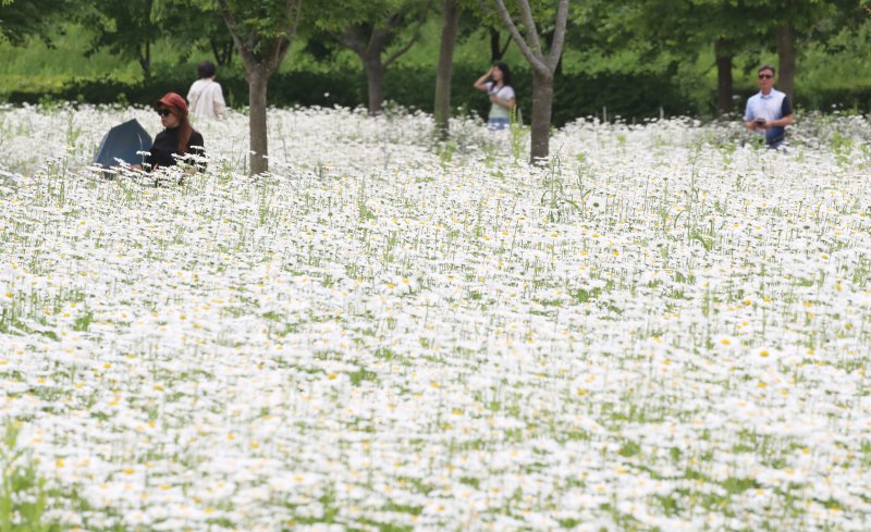 초여름 더위가 한풀 꺾이고 선선한 날씨를 보인 23일 경남 함안군 악양생태공원을 찾은 관광객들이 활짝 핀 샤스타데이지를 감상하고 있다. 2025.5.23/뉴스1 ⓒ News1 윤일지 기자