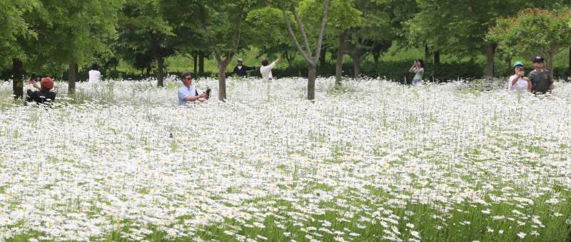 초여름 더위가 한풀 꺾이고 선선한 날씨를 보인 23일 경남 함안군 악양생태공원을 찾은 관광객들이 활짝 핀 샤스타데이지를 감상하고 있다. 2025.5.23/뉴스1 ⓒ News1 윤일지 기자