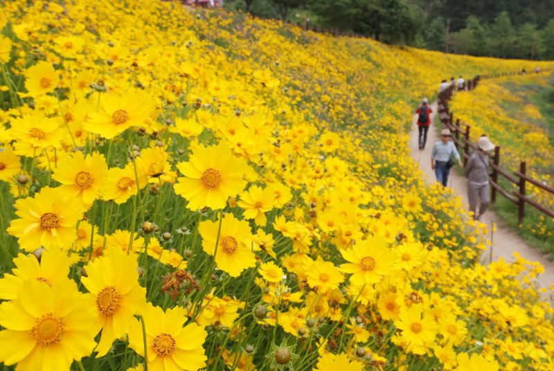 초여름 더위가 한풀 꺾이고 선선한 날씨를 보인 23일 경남 함안군 악양생태공원을 찾은 관광객들이 활짝 핀 금계국을 감상하고 있다. 2025.5.23/뉴스1 ⓒ News1 윤일지 기자