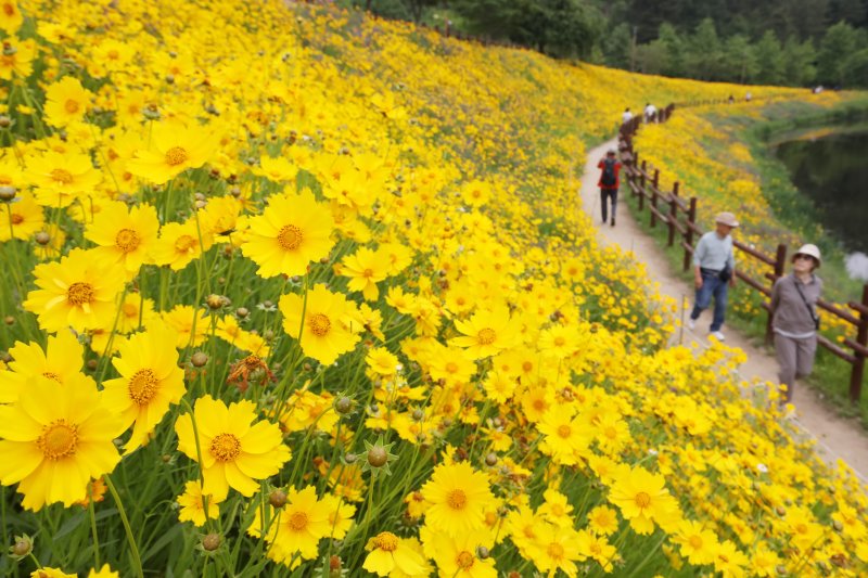 초여름 더위가 한풀 꺾이고 선선한 날씨를 보인 23일 경남 함안군 악양생태공원을 찾은 관광객들이 활짝 핀 금계국을 감상하고 있다. 2025.5.23/뉴스1 ⓒ News1 윤일지 기자