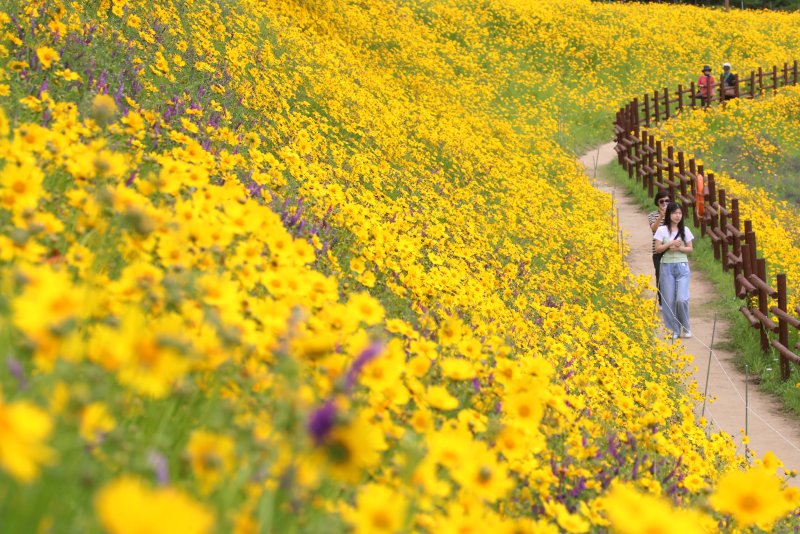 초여름 더위가 한풀 꺾이고 선선한 날씨를 보인 23일 경남 함안군 악양생태공원을 찾은 관광객들이 활짝 핀 금계국을 감상하고 있다. 2025.5.23/뉴스1 ⓒ News1 윤일지 기자