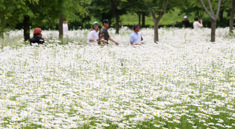 초여름 더위가 한풀 꺾이고 선선한 날씨를 보인 23일 경남 함안군 악양생태공원을 찾은 관광객들이 활짝 핀 샤스타데이지를 감상하고 있다. 2025.5.23/뉴스1 ⓒ News1 윤일지 기자