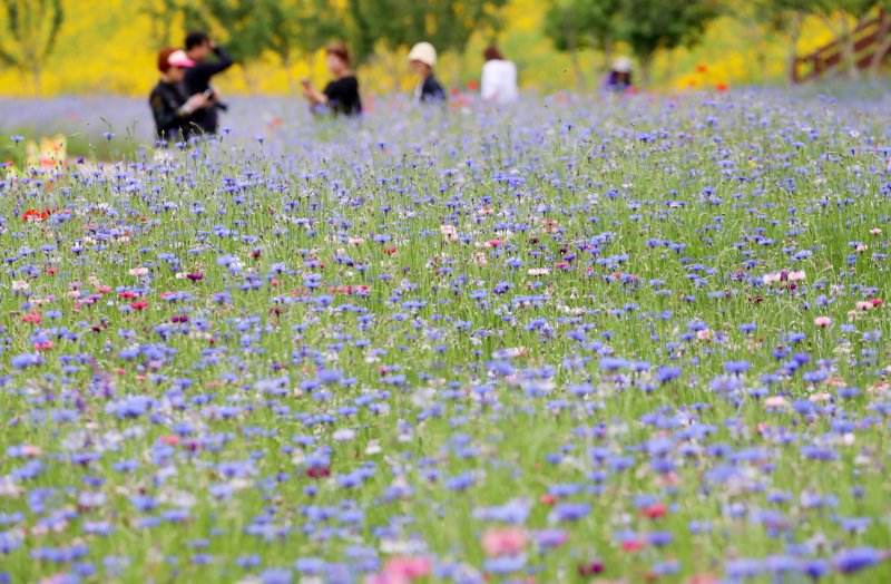 초여름 더위가 한풀 꺾이고 선선한 날씨를 보인 23일 경남 함안군 악양생태공원을 찾은 관광객들이 활짝 핀 수레국화를 감상하고 있다. 2025.5.23/뉴스1 ⓒ News1 윤일지 기자