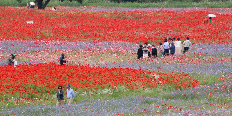 초여름 더위가 한풀 꺾이고 선선한 날씨를 보인 23일 경남 함안군 악양둑방 둔치에 조성된 봄꽃 경관단지를 찾은 관광객들이 활짝 핀 양귀비와 수레국화를 감상하고 있다. 2025.5.23/뉴스1 ⓒ News1 윤일지 기자